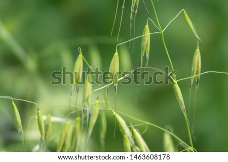 Wild Oat Inflorescence in Springtime Royalty-Free Stock Photo #1463608178