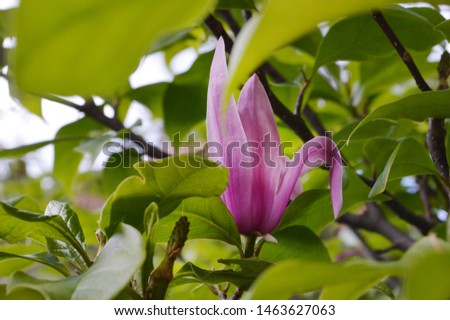 Beautiful Magnolia Flower on Magnolia Tree