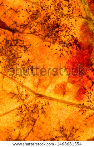 Dry leaf texture close up