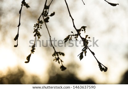
silhouettes of branches in backlight at sunset
