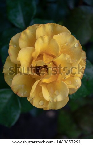 Droplets of morning dew on the leaves of a yellow rose will decorate any cover, postcard, album