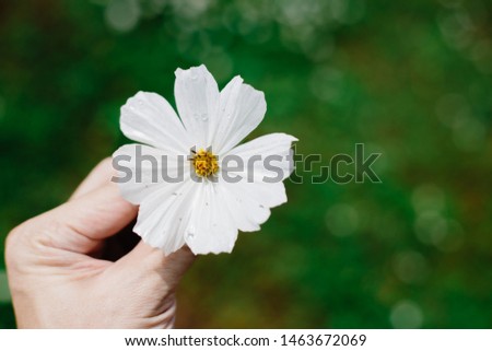 closeup male hand holding one white Cosmos or Mexican Aster flower green nature background with space for text