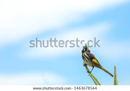 Australian Bird White eyed Honeyeater