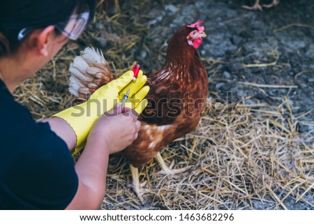 The famers Going to vaccinate Prevent the epidemic, keep the chickens he fed on the farm, to H5N1 and bird flu concept. Royalty-Free Stock Photo #1463682296