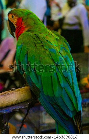 Exotic and colorful bird, photo taken in Indonesia