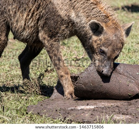 Hyena trying to eat Hippo skin