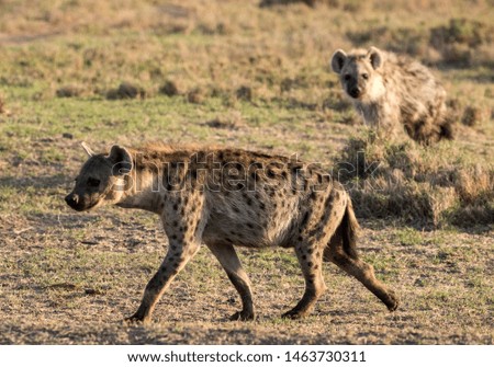Hyena early morning walk in the Mara