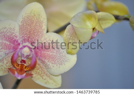 pink speckle white orchid with buds
