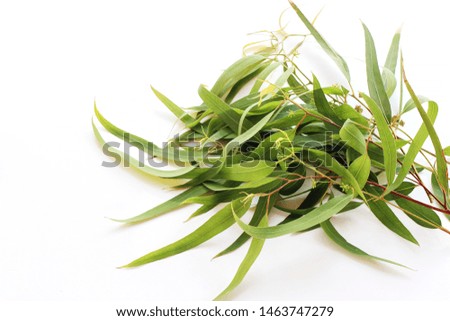 Frame, border made of fresh Eucalyptus with long leaves. Green branches isolated on white table background. Floral composition. Feminine styled stock photograpy, selective focus. Empty copy space.