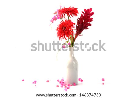 Gerbera daisy and Pink flower on a white background. (Coral Vine, Mexican Creeper, Chain of Love)