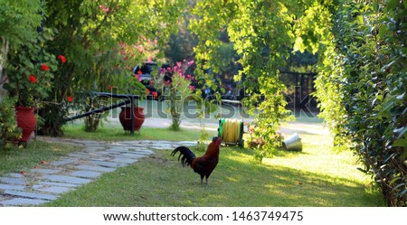Rooster in the village yard.