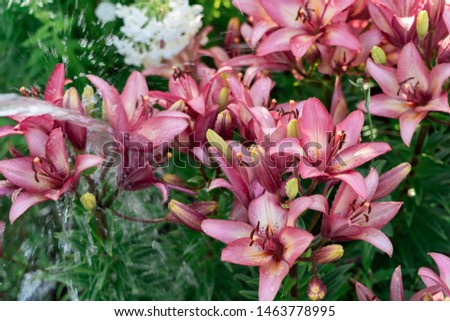a jet of water directed at the flowers of pink lilies. Watering tiger pink lilies