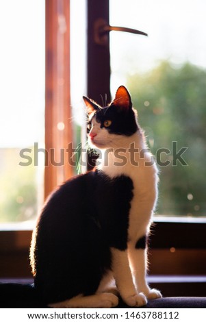cute little black and white cat