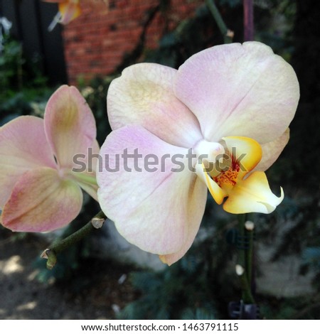 Photo flower bud of a pink orchid.  Beauty blooming orchid with pink petals.