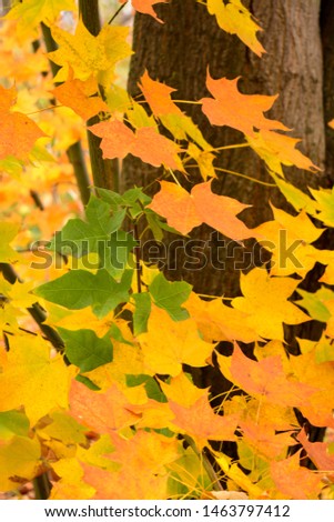 
Autumn leaves turned yellow on a tree