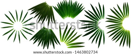 long green plant leafs arranged in semi circular full set