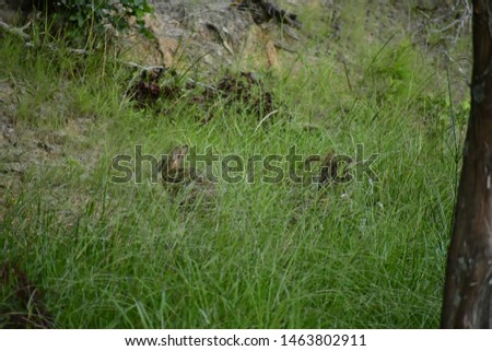 A rabbit hiding within the tall grass.