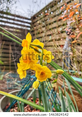Yellow Daffodils flower growing in a city backyard garden and natural colour wood fence as background