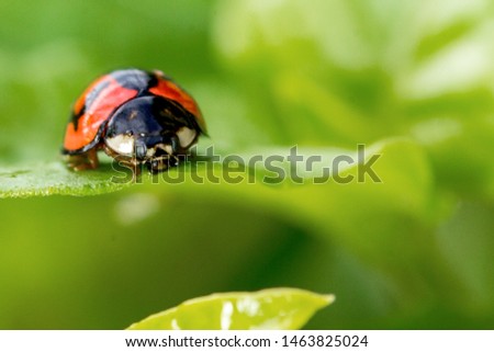 A picture of a black, red and white ladybird.