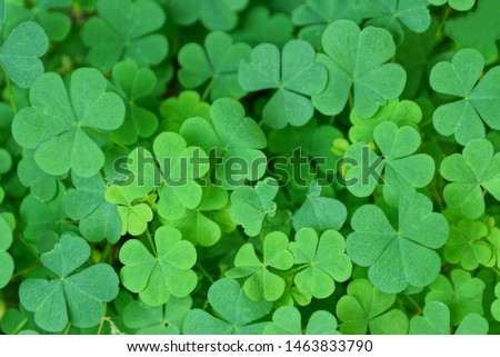 natural plant green background of small wild clover