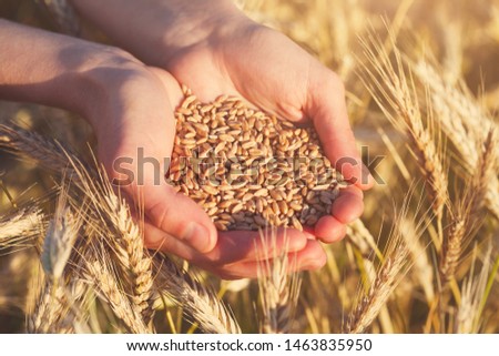 handful of ripe wheat seeds and golden sunny wheat field Royalty-Free Stock Photo #1463835950