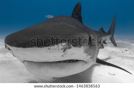 Lartge tiger shark comes in close to check out the camera
