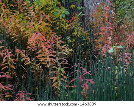 Colorful  leaves, reeds etc. along a riverbank near Ketchum, Idaho