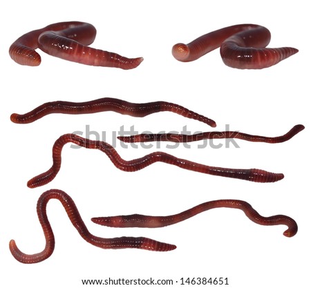  set macro earthworm ( brandling worm, panfish worm, trout worm, tiger worm,  red wiggler worm, red californian earth worm) ,isolated on white background, Eisenia fetida