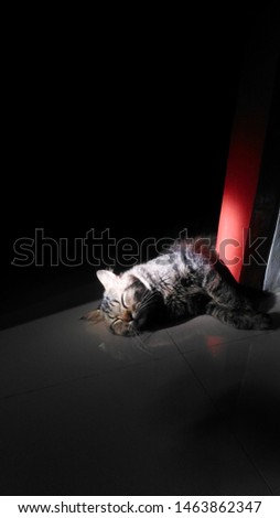 Sleeping cat in the dark with the sunlight shining on his body.