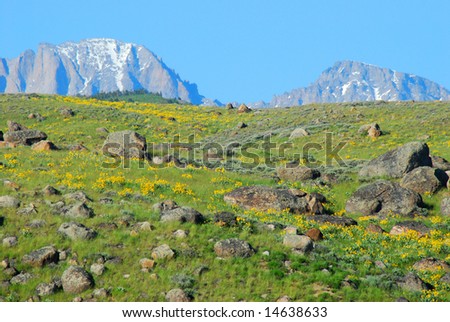 A glacial meadow is covered in sunflowers while Wyoming’s Wind River Range stands in the background.