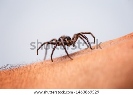 poisonous spider over person arm, poisonous spider biting person, concept of arachnophobia, fear of spider. Spider Bite. Royalty-Free Stock Photo #1463869529