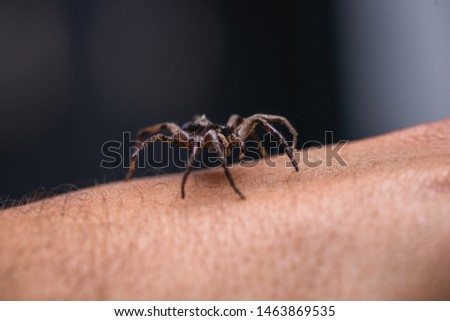 Loxosceles is a genus of poisonous arachnids in the Sicariidae family known for their necrotizing sting. They are known by the common names of brown spiders or violin spiders.