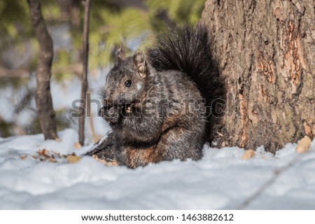 A squirrel eating some nuts in the winter. 