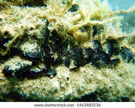mediterranean mussel mytilus galloprovincialis colony hidden by mud and colony hidden by mud and algae of the seabed Royalty-Free Stock Photo #1463883536