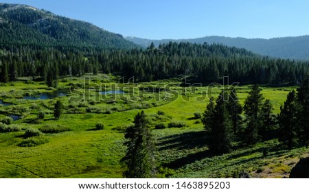 Meadow in Lacey Valley, California