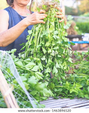 Hand of woman holding Celery Hydroponics vegetable in famrland. Royalty-Free Stock Photo #1463896520