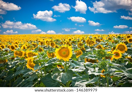 Beautiful landscape with sunflower field over cloudy blue sky and bright sun lights, Staro Selo near Velika Plana, Serbia.