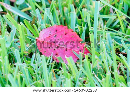 red leaf on the grass
