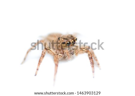Macro of spider isolated, the hunter insect in nature, insect in wild