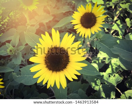 Sunflowers field turn to sunlight, vintage style