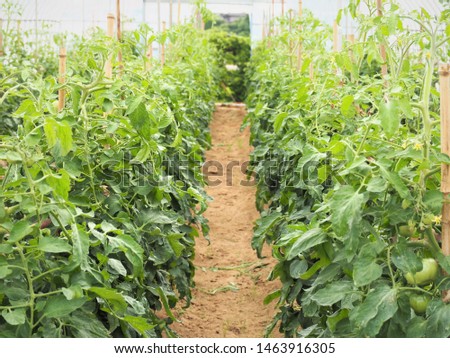 tomato plants in a greenhouse