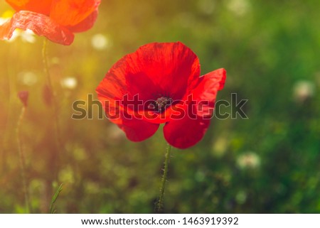 Farm with field of organic flowers such as poppies and camomile, summer concept