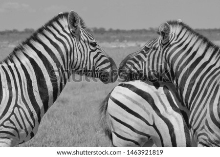 Burchell's Zebra as seen in the wilds of Namibia, southwestern Africa.  With iconic stripes, this animal is known for its beautiful black and white stripes, unique to each animal.  Wonders in nature. 