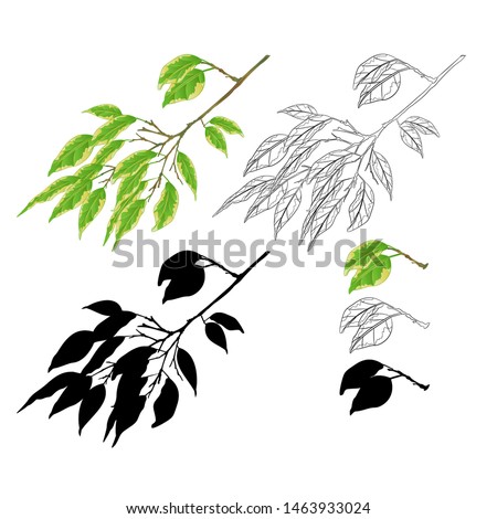 Tropical plant Ficus benjamina Variegated Ficus  branch natural and silhouette  and outline  on a white background vintage vector illustration  editable hand draw 
