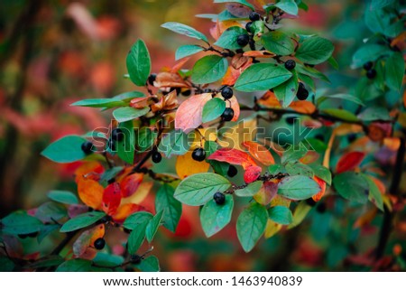 Berry on cotoneaster branch on fall bokeh background. Bearberry shrub with autumn leaves close-up. Fall multicolor leaves of green red yellow orange colors. Autumn backdrop with colorful rich flora.