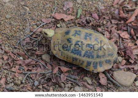 elongated tortoise (Indotestudo elongata) or yellow tortoise, a rare endangered species found wild at Jim Corbett national park during a jungle jeep safari in Uttarakhand. 