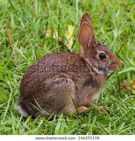 Rabbit that is sitting in some high green grass
