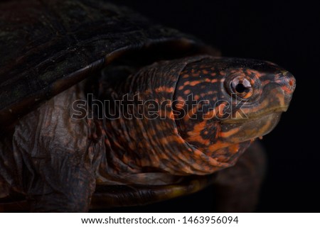 Red cheeked mud turtle (Kinosternon scorpioides cruentatum) Royalty-Free Stock Photo #1463956094