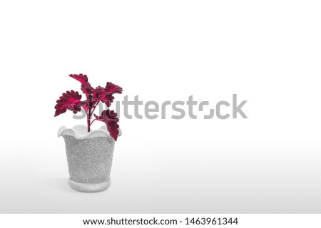 Beautiful Houseplant coleus in flowerpot isolated on white background