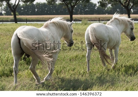 Two Camargue horses walk in a field.